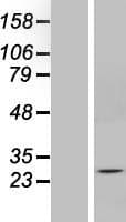 SOX14 Protein (Over-Expression Lysate Myc-DDK (Flag))