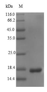 Escherichia coli fanC Protein (Recombinant)