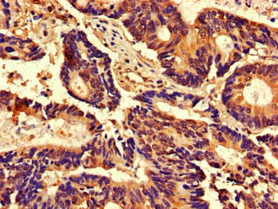 CDK2 Antibody