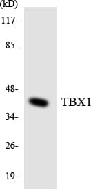 TBX1 Antibody (aa298-347)