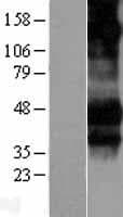 FCGR3A / CD16A Protein (Over-Expression Lysate Myc-DDK (Flag))