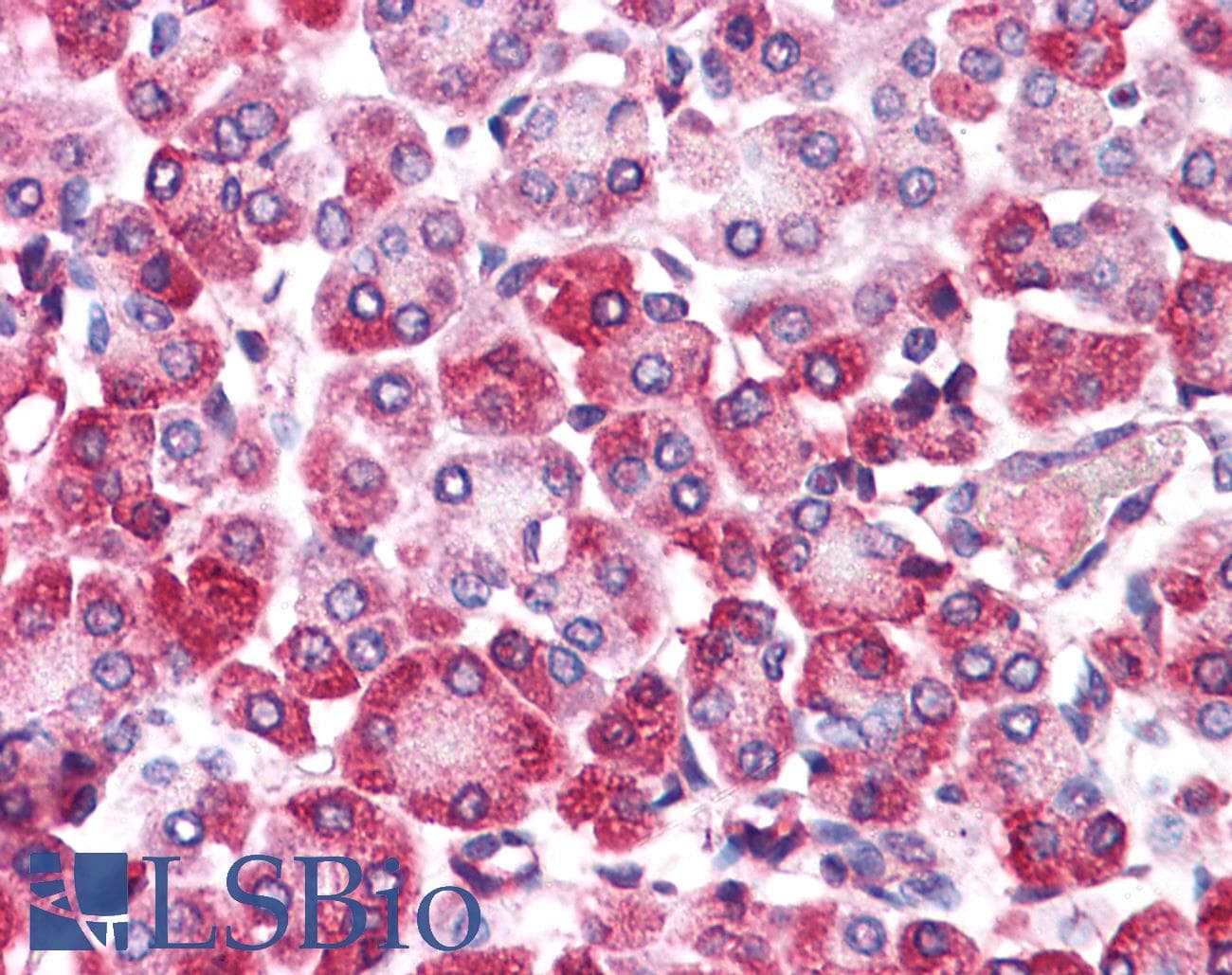 IHC-plus™ EMB/ Embigin Antibody (Internal)
