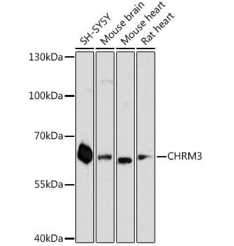 CHRM3 / M3 Antibody