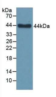 EGFR Antibody (aa713-984, APC)
