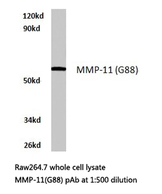 MMP11 Antibody (Gly88)