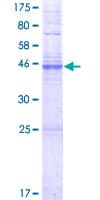 Human GJB7 / CX25 / Connexin 25 Protein (Recombinant GST)