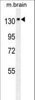 NTRK1 / TrkA Antibody