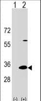 DAPP1 / BAM32 Antibody (aa247-275)