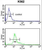 Polyclonal Rabbit anti-Human SERPINF1 / PEDF Antibody (aa279-306, IHC, WB)