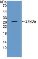 ENPEP / Aminopeptidase A Antibody (aa718-948)