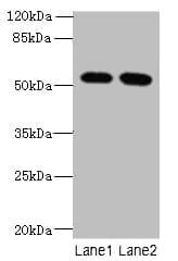 VWA9 / C15orf44 Antibody