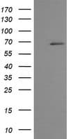 TRMT2A Antibody (clone OTI3D8, Carrier-free)