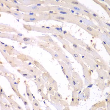 PSMB1 Antibody