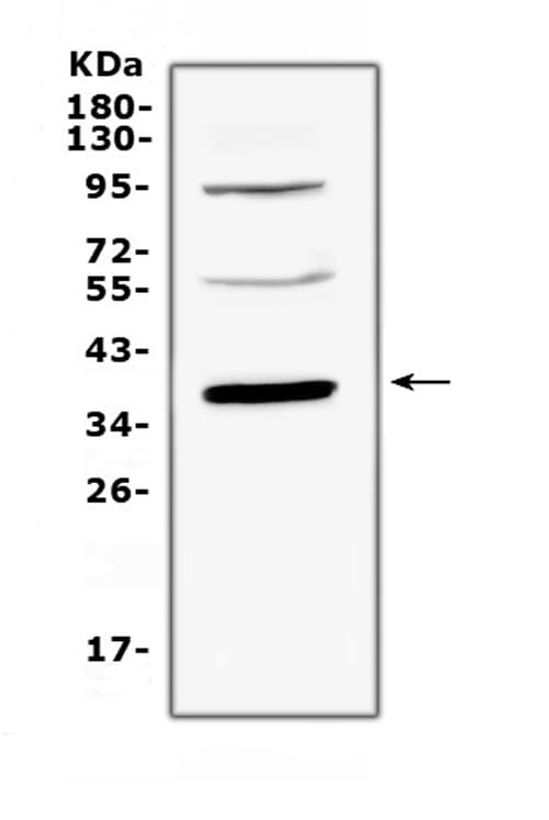 THPO / TPO / Thrombopoietin Antibody
