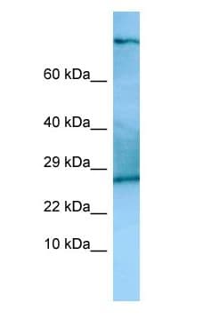 TSC22D2 Antibody (aa691-740)