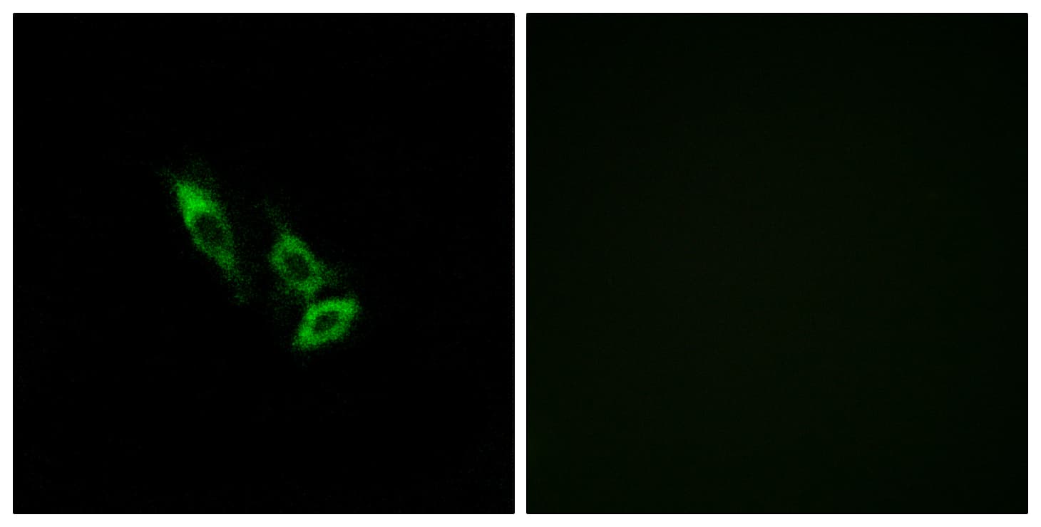 OR10V1 Antibody (aa161-210)