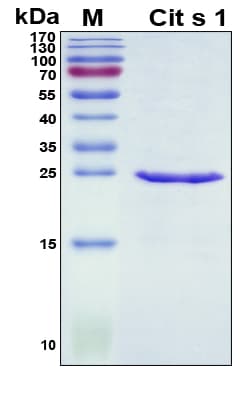 Citrus sinensis Cit s 1 Protein (Recombinant His, N-Terminal)