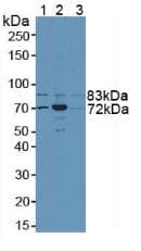 NSF Antibody (aa590-744)