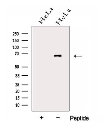 GALNT4 Antibody