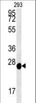 PRDX6 / Peroxiredoxin 6 Antibody (aa103-132)