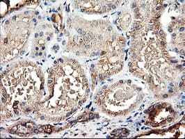 TUBAL3 Antibody (aa150-446, clone OTI1G6, Carrier-free)
