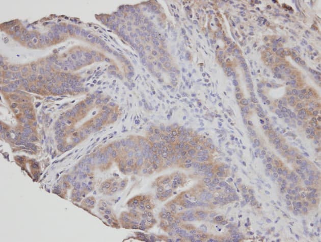 NSMAF Antibody (aa262-570)