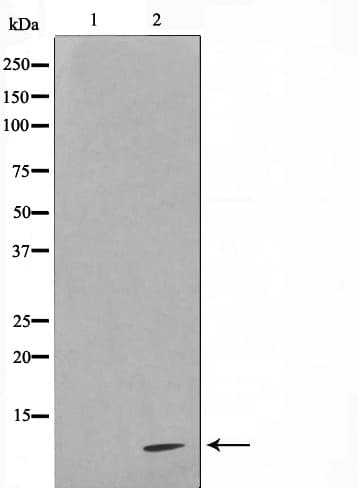 Polyclonal Rabbit anti-Human COX17 Antibody (IHC, IF, WB)