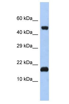 SAP18 Antibody (aa23-72)
