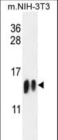Histone H4 Antibody (aa1-30)