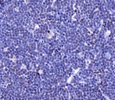TLR4 Antibody (DY550)