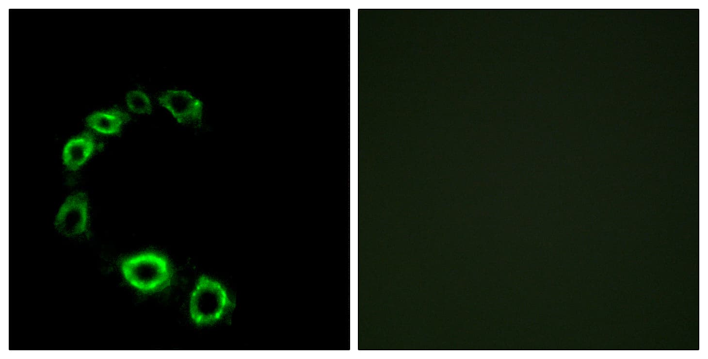 TPRA1 / GPR175 Antibody (aa271-320)