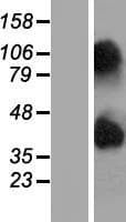 NIPAL4 Protein (Over-Expression Lysate Myc-DDK (Flag))