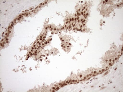 NUDT21 Antibody (aa2-227, clone OTI2C8)