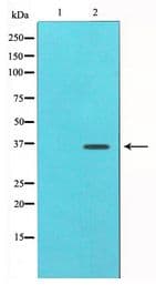 Polyclonal Rabbit anti-Human JUN / c-Jun Antibody (WB)