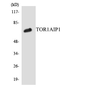 Polyclonal Rabbit anti-Human TOR1AIP1 / LAP1 Antibody (aa416-465, WB)