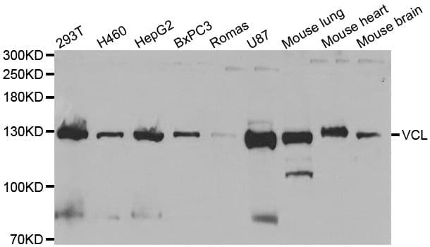 VCL / Vinculin Antibody