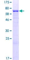 Human Layilin / LAYN Protein (Recombinant GST)