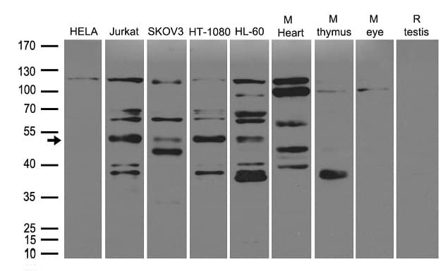 FAM175A / CCDC98 Antibody
