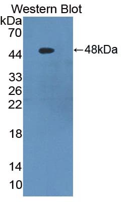 SERPINF1 / PEDF Antibody (aa21-415, PE)