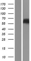 RTN2 / Reticulon 2 Protein (Over-Expression Lysate Myc-DDK (Flag))