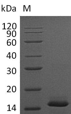 Mouse PDGF-BB Protein (Recombinant 6His, C-terminus)
