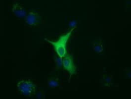 TUBA8 / Tubulin Alpha 8 Antibody (clone OTI2C2)