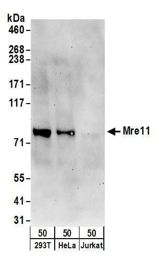 IHC-plus™ XPOT / Exportin-T Antibody (aa912-962)