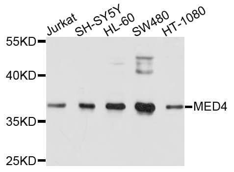 MED4 Antibody