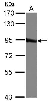 Polyclonal Rabbit anti-Human GLNRS / QARS Antibody (Internal, IHC, WB)