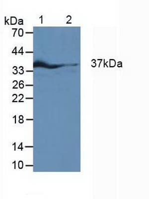 IRF1 / MAR Antibody (aa11-276, Biotin)