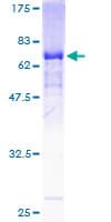 Human GDA / Nedasin Protein (Recombinant GST)
