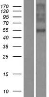 OR1E2 Protein (Over-Expression Lysate Myc-DDK (Flag))