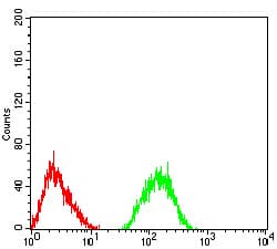Monoclonal Mouse anti-Human GRM7 / MGLUR7 Antibody (clone 7G8D3, IHC, WB)