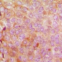MRPL48 Antibody (C-Terminus)